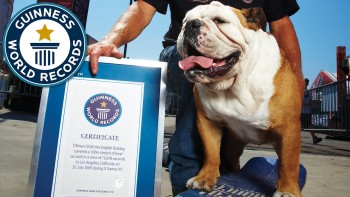 Kỷ lục Guinness của loài chó về trượt ván